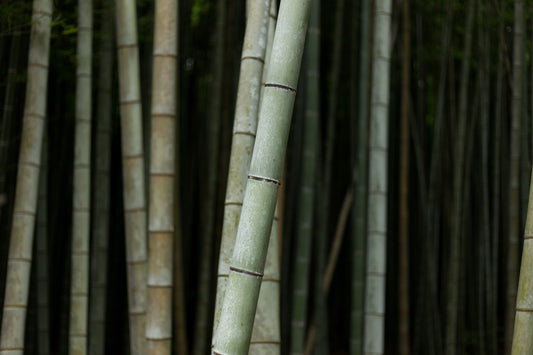 Natural Bamboo iPhone case